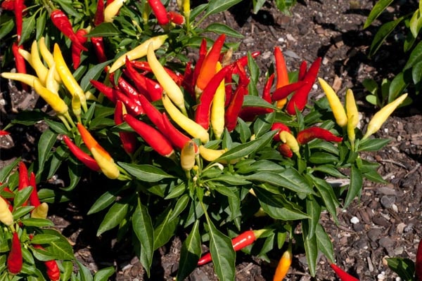 پرورش فلفل قرمز